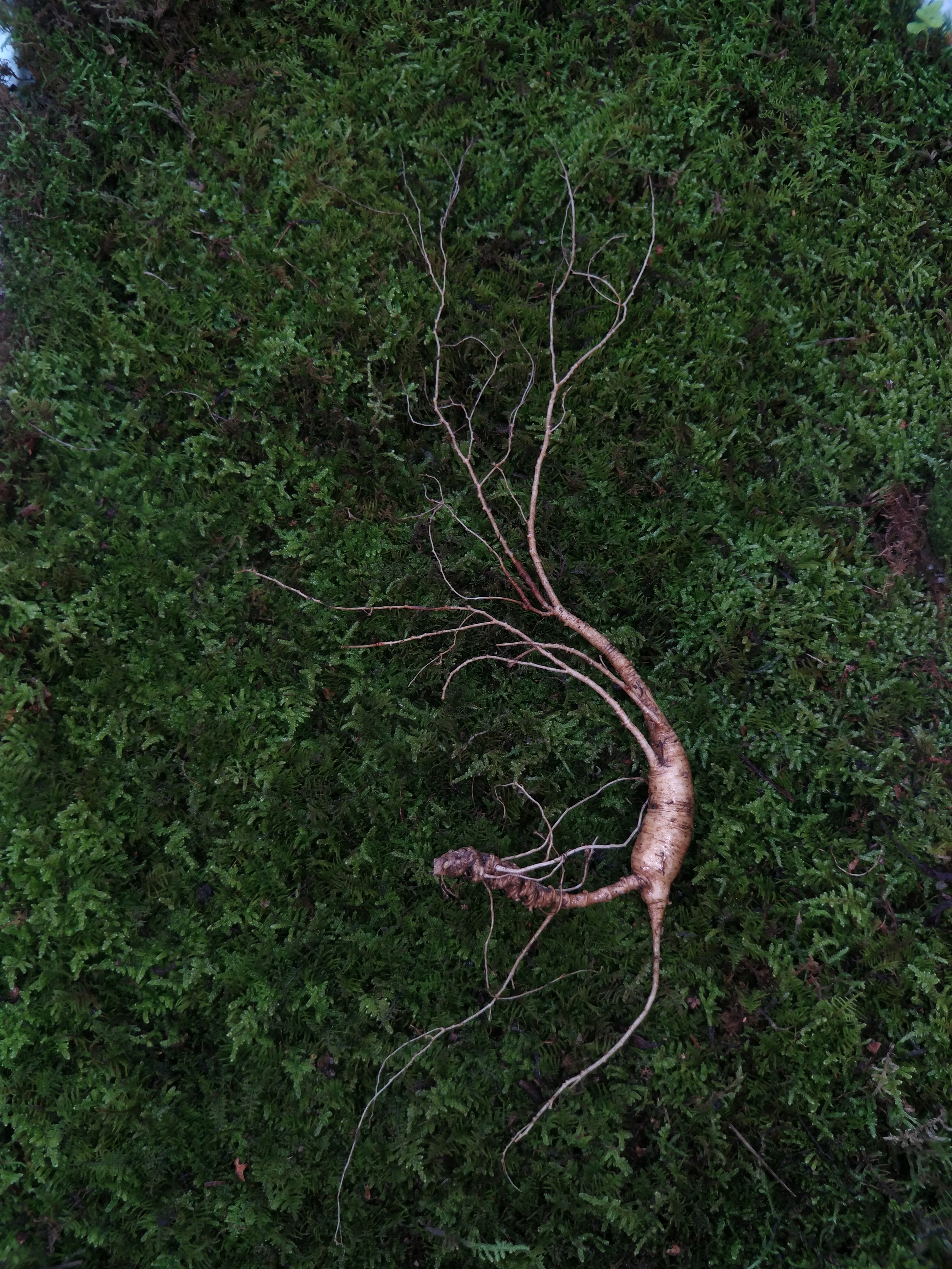 据说长白山人参很便宜,七月长白山两天一晚多少钱