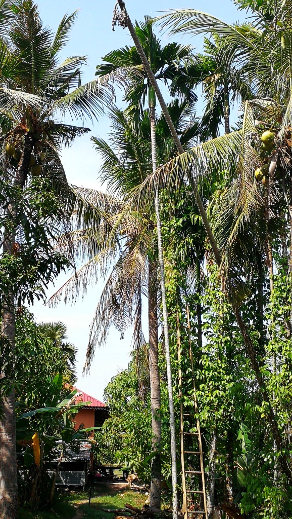 柬埔寨都有啥水果和特产,柬埔寨那些奇葩水果