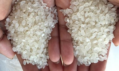 好大米和坏大米营养价值一样吗,好大米五常大米