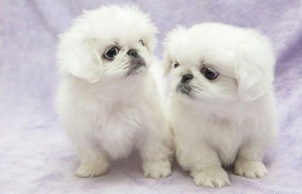 8只哈士奇极限求生,哈士奇犬类智商排名榜前十名