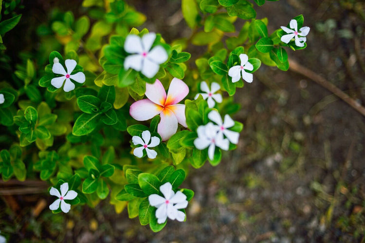 畅游粉红色的梦幻仙境·提克豪岛