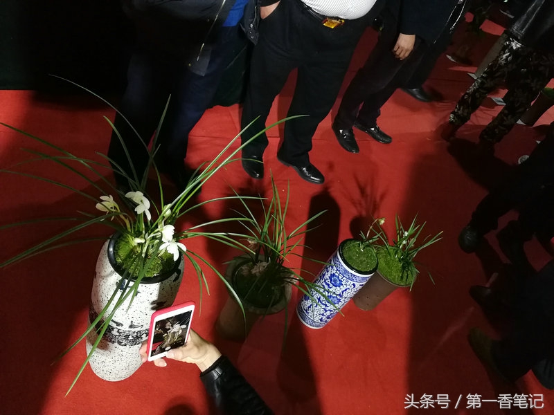 2018年昆明兰花展精品图片,云南兰花展作品欣赏