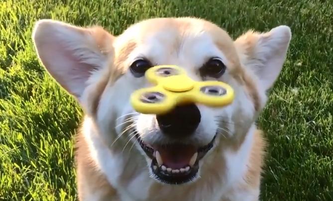 铲屎官在狗狗鼻子上玩指尖陀螺，汪星人分分钟变成对对眼