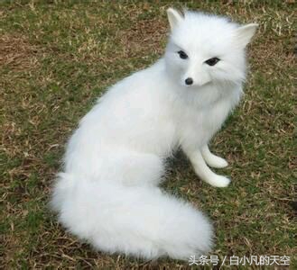 男子梦见山间怪石，父亲让他前往寺庙求高僧相助