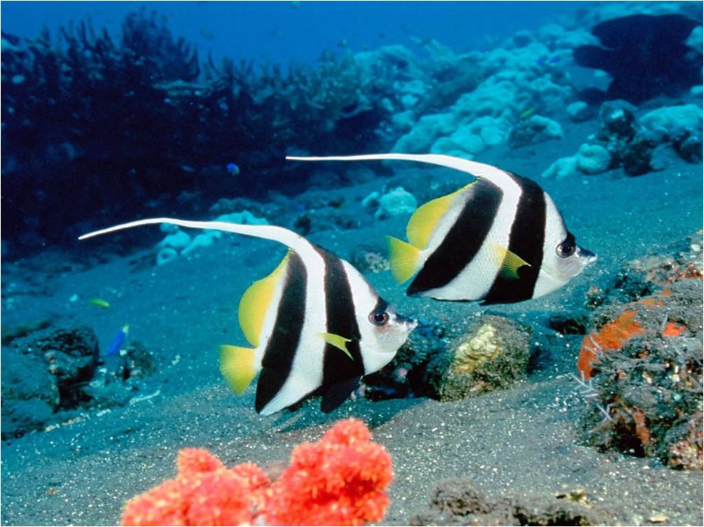 五彩缤纷绚丽多彩的观赏鱼,多彩缤纷的热带鱼图片