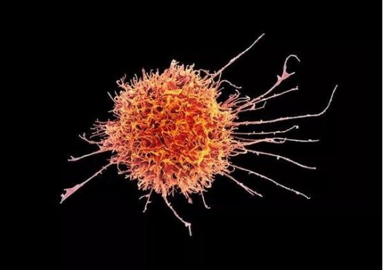 脐带血nk干细胞,脐带血nk细胞免疫疗法