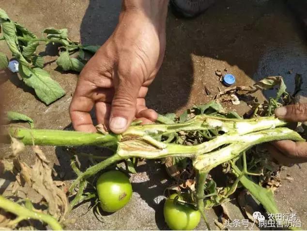 西红柿溃疡病这样防治，再得病别怨没和你说！
