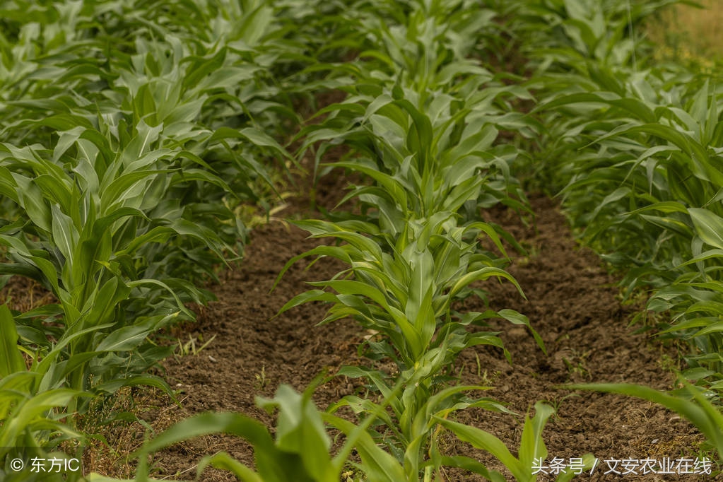 辣椒除草剂药害补救方法,苹果除草剂药害怎么补救