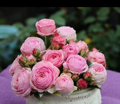 自己种的玫瑰花怎么没有花店的好,如何养花店买的玫瑰花