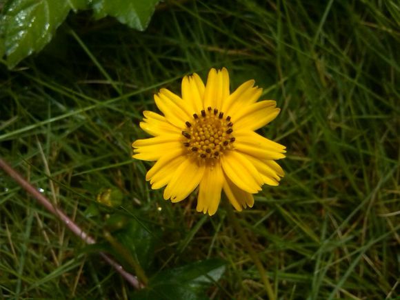 我们身边常见又叫不上名的植物,身边常见的中草药植物