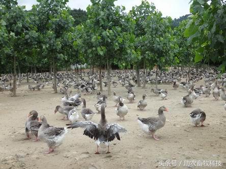 鹅的养殖前景怎样,现代牧草养鹅前景怎么样