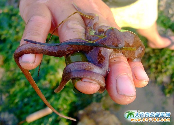 赶海捉海螺贝壳,唐山赶海抓短蛸的地方