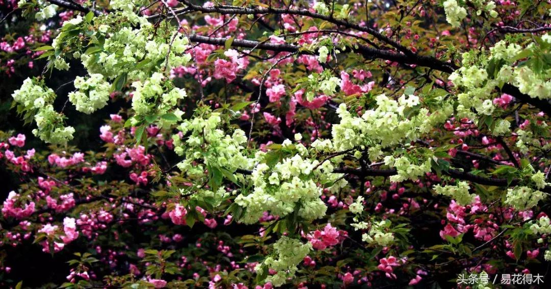 惊蛰适合播种哪些花木盆栽,惊蛰过后盆栽怎么养活好