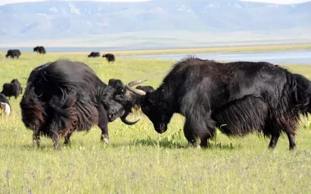 怎么辨别牦牛肉干真假,真假牦牛肉干怎么分辨