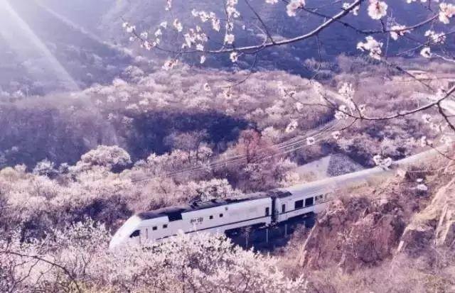 不用去日本不用去武汉就能看樱花,不用去日本就能看到日本风景