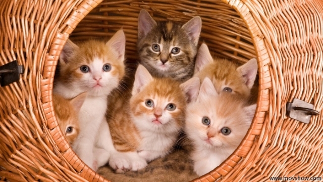 宠物种马尾的病因与治疗