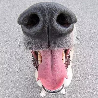 因为太爱狗鼻子，这帮老外搞了个“拜黑鼻头”神教！