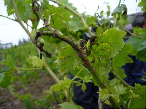 葡萄疫病用什么杀菌剂好,防治葡萄病害的优质杀菌剂