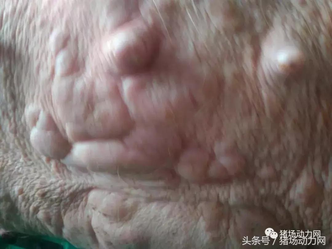 仔猪身上破溃结痂是什么病,母猪得了乳房炎怎么治疗