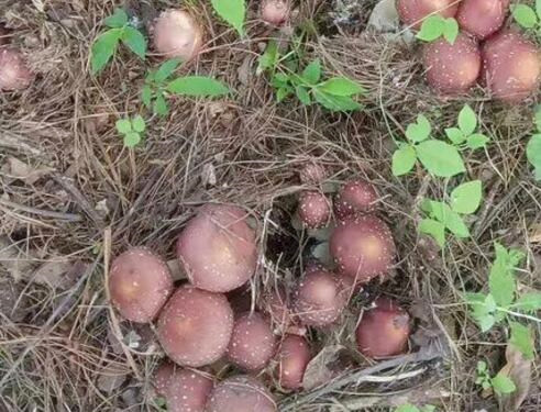 大球盖菇分类及地位,大球盖菇成本及价格