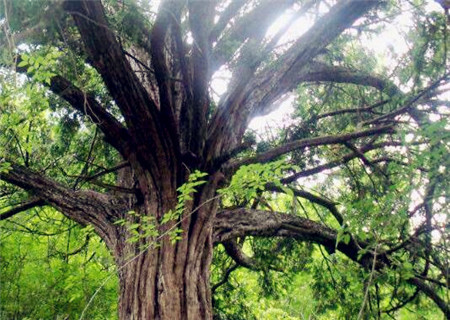 直径80的野生红豆杉值多少,2023年新鲜红豆杉果子多少一公斤