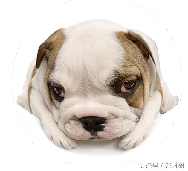 属狗人2022属狗的运势,狗年属狗人运势各月