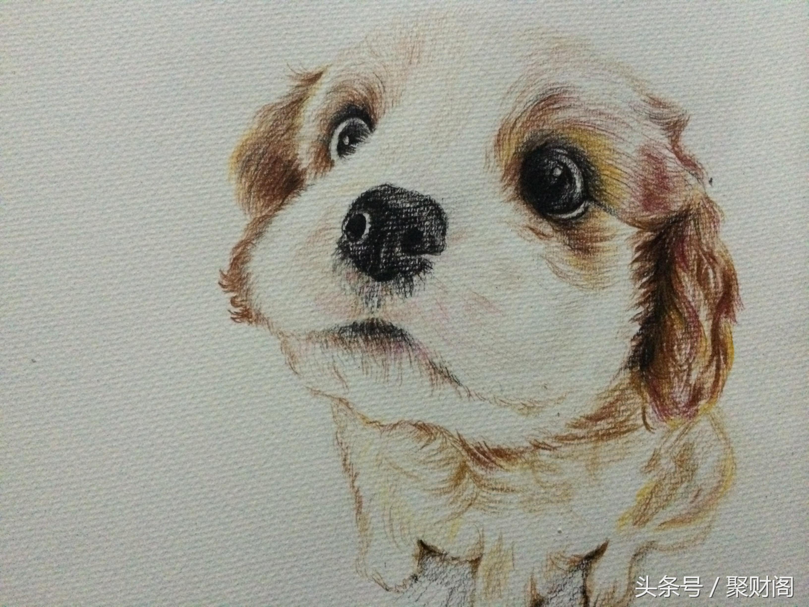 属狗人2022属狗的运势,狗年属狗人运势各月