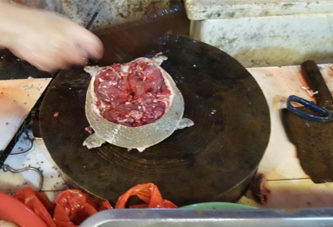 正确的宰龟方法,龟咋杀的