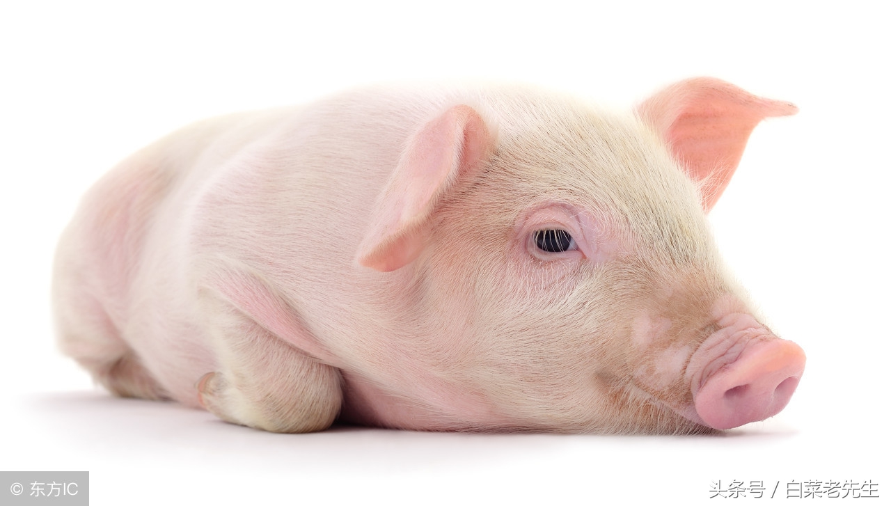 十二生肖之猴与鸡相配吗,十二生肖相配的姻缘表图