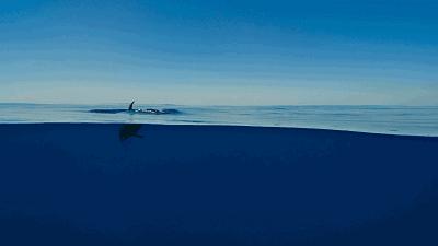 适合一二年级学英语的英文动画片,2-3岁幼儿学英语动画片中文版