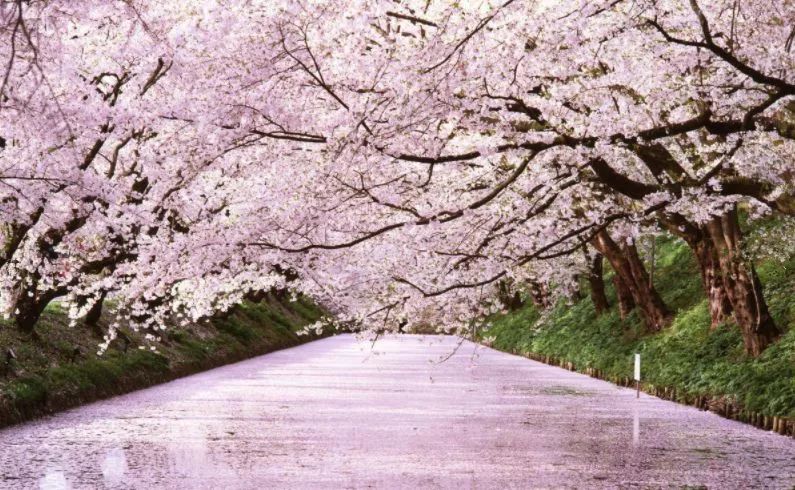 最美樱花季在哪里,南京赏樱大全带你去看最美樱花