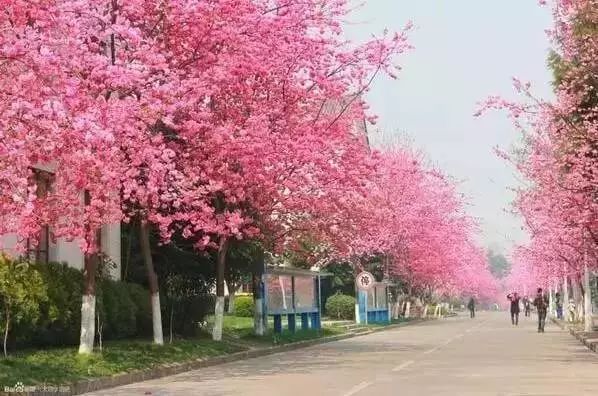 最美樱花季，国内外赏樱攻略在此！好看，好吃，好买！