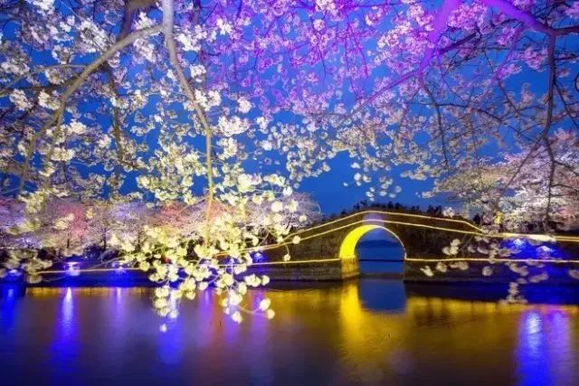 最美樱花季在哪里,南京赏樱大全带你去看最美樱花