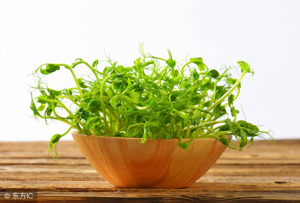 阳台种菜怎样种植才好活,用什么阳台种菜好养活一些