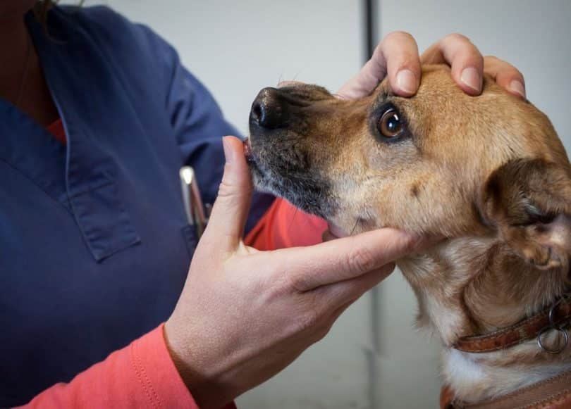 狗鼻子干燥怎么治疗最有效,如何正确处理狗鼻子