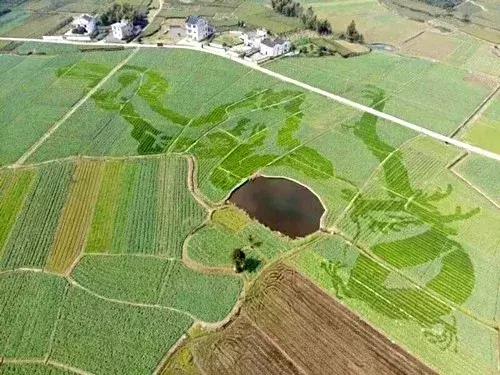 油菜花旅游黄山,黄山油菜花哪里看