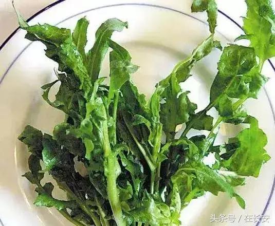 西安长安挖野菜最好的地方,长安哪里挖野菜好吃