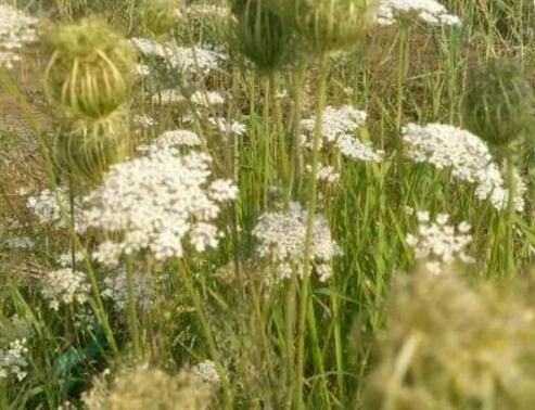 蛇床子价格一斤多少钱？如何种植？怎么吃？有哪些功效及作用？