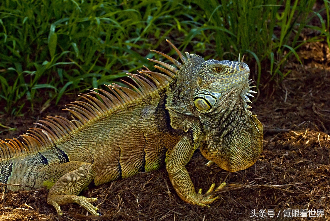 霰弹枪打大象真实事件,霰弹枪打动物真实视频