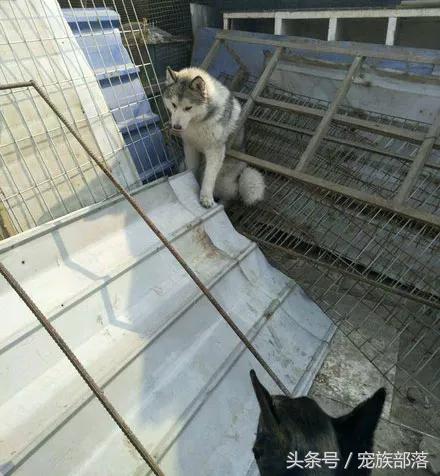 男子晒成年哈士奇，问值多少钱，网友：能蠢成这样的一般都贵...
