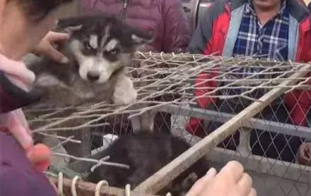 农民工500卖哈士奇,却没人敢买,路人教他喊“不拆不要钱”