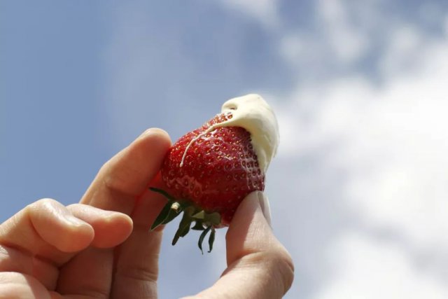 陈冠希吃的苹果,陈冠希吃的白草莓什么品种