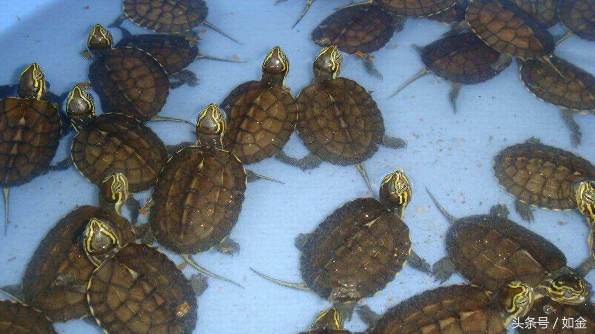 五种龟养殖最赚钱,养殖龟赚钱吗