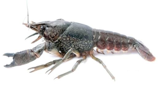 动物界的女儿国,动物世界国王和女儿