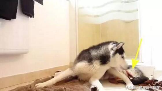 怀孕48天的哈士奇大肚子,哈士奇怀孕一般生多少个