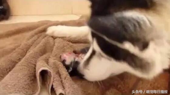 怀孕48天的哈士奇大肚子,哈士奇怀孕一般生多少个