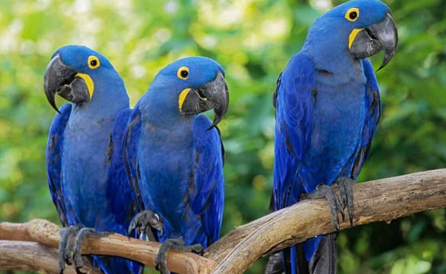 世界上最贵的守宫宠物,全世界最贵的宠物是什么狗