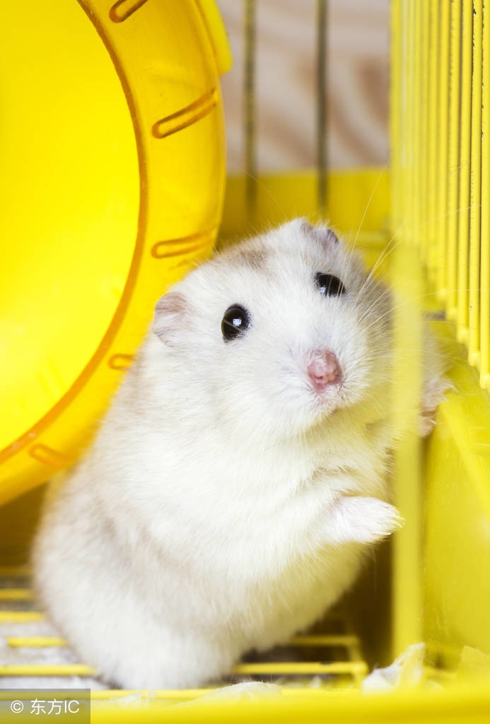 侏儒仓鼠哪种性格温顺,布丁和奶茶仓鼠哪个温顺