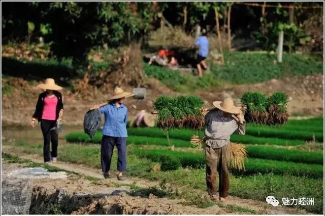 黄沙蚬新会,江门新会黄沙蚬季节