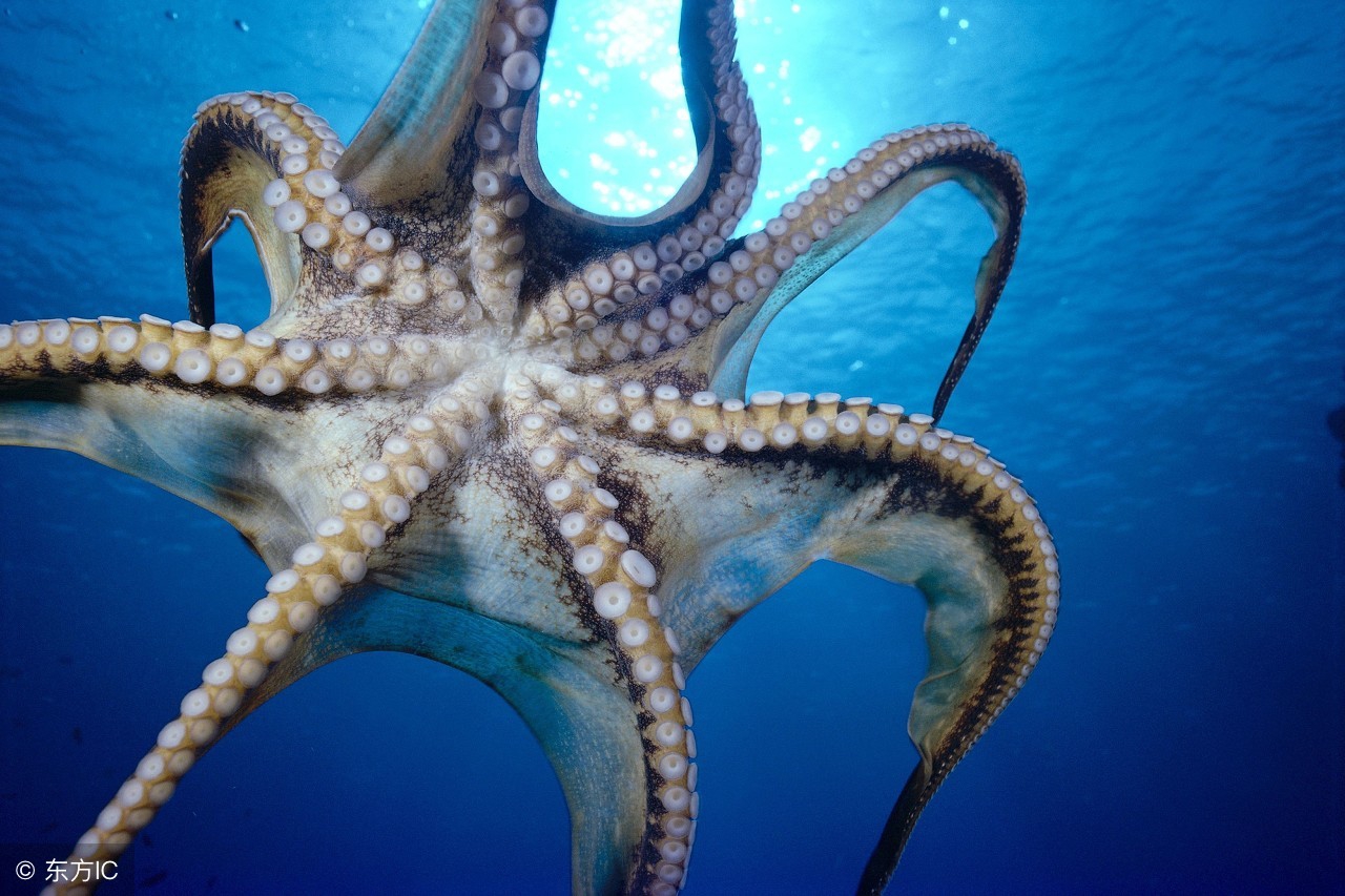 章鱼外形特征和运动方式,章鱼一种最接近地球外生命的生物